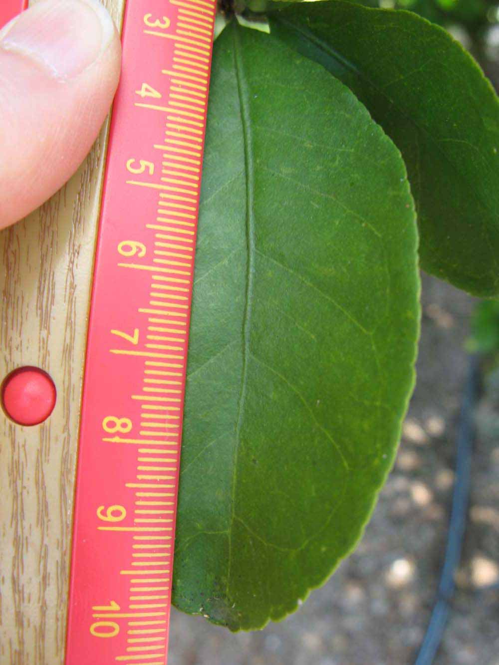              Unifoliolate leaf (Winter Haven, FL)       